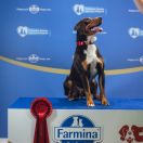 Noris z Baśniowej Łąki 