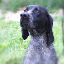 MIRACEL All Irish Gold 