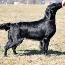 Flatterhaft COMPLETE PERFECT 