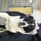 CH PL BLADE z Gór Pamiru