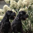 Cleo from Wawelskie Wzgórza FCI