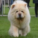 Black Kindom UNICUM UMA