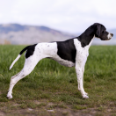 Zumba Loyal Point FCI 