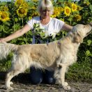 ARCTIC LIGHTS ANARCHIA BOX