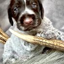 EDO Gosia’s Valley FCI