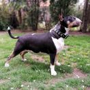 COCA Rossa-Bull Ch.PL