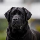 KARBONADO Szczenięce Marzenia FCI