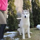 ABSOLUT POWER ARCTIC SNOW FAIRY-TALE