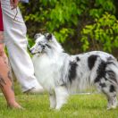 MOON AND STARS Fulfilled Dream FCI 