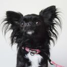 BURLESKA z Samotni Christa 