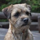 LUNA DZIEKANOWSKA POLANA FCI 