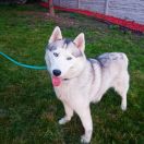 AFRODYTA ESKIMOSKI DOMEK 