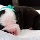 IRISH COFFEE Child of Love