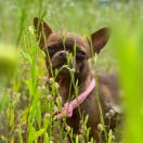 Toffi Brawn iz Strany Kroshek