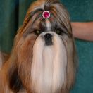 RADJA QUEEN Z Kojca Coli