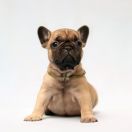 TURBINIS ANIMA Dimidium FCI