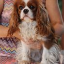 YUMI Cursum Perficio (FCI)