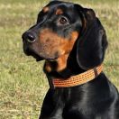 Herse z Garbu Księżej Góry