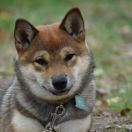 Shinju Go Buziaczek ( Luna)