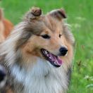 CONTRA CON COVID Figa Ruminy (FCI)