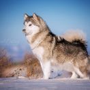 Amank Enisey Dream Universe 