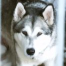 Astra Klan |Zev Inuituv