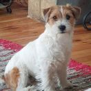 Yoga Baba Gwiazda Podhala 