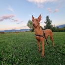 Viva Storczykowa (FCI)