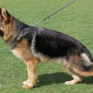 Fix vom Waldfurter-Wald