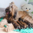 Bahati Z Pierwszej Ligi 