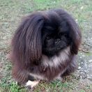 Boszka De Luxe Carmen