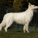 Istas z Ranča Bieleho Vlka 