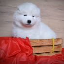 ROYAL CHANEL Shadow and Shine of Siberia