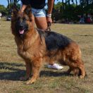 HOLLY AKSARIS Weteranka na Emeryturze