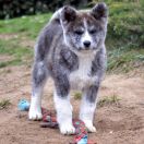 MAJIME Go Shiroiarashi