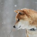 Kentarou Go Koshiwasou