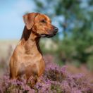 KLARA Rhodesian Heart