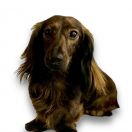 Wictory Greis O Meil