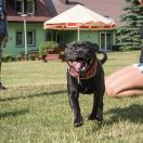 Sammael Asgard Staff