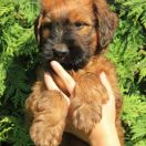 Charlie Chaplin Furries Family 