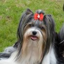 BONITTA Sfora w Papilotach