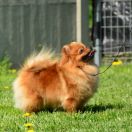 MARCYSIA Hominem Quero