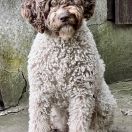 FIASTRA Cherry Blossom