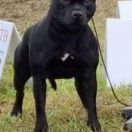 JOUJOU DE PARIS Bitis