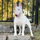 DJ RUBY Forpiga Bulla FCI