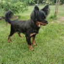 YULIAN'KA Amenita Polonie (FCI)