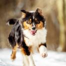 Aussie wel;kope EMINENCJA