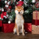 RIEKANAMU MISAKI GO AKENOGUMOSOU