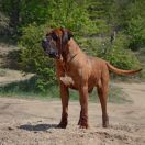 ISAMU Mazurski Samuraj