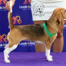 Perfect Pearl AUDREY IN LOST EMPIRE